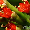 Lumnitzera littorea (Red-flowered Black Mangrove) found in the Cairns City area<br />Canon KDX (400D) + EFS60 F2.8 + SPEEDLITE 380EX